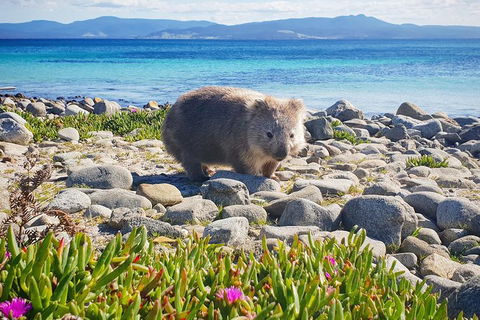 3-Day: Hobart Nature Walking Tour: Maria Island, Cape Raoul & Mount Field - Accommodation Great Ocean Road 7