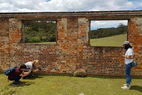 3-Day: Hobart Nature Walking Tour: Maria Island, Cape Raoul & Mount Field - Accommodation Great Ocean Road 8