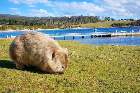 3-Day: Hobart Nature Walking Tour: Maria Island, Cape Raoul & Mount Field - Accommodation Great Ocean Road 14