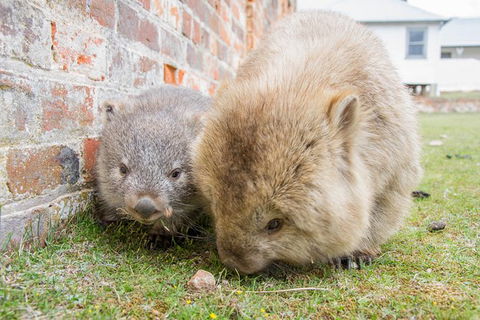 3-Day: Hobart Nature Walking Tour: Maria Island, Cape Raoul & Mount Field - Accommodation Great Ocean Road 4