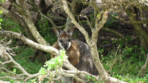 Kangaroo Island In A Day Tour From Adelaide - Accommodation Great Ocean Road 23