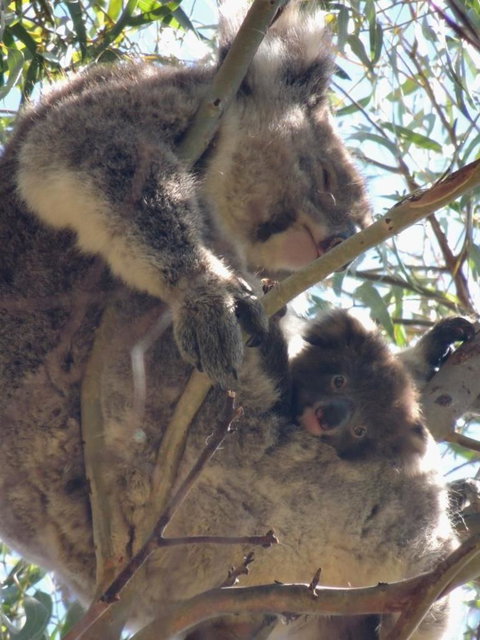 Kangaroo Island In A Day Tour From Adelaide - Accommodation Great Ocean Road 16