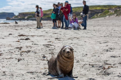 Kangaroo Island In A Day Tour From Adelaide - Accommodation Great Ocean Road 1