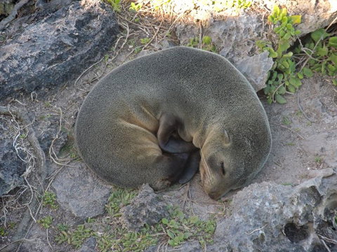 Kangaroo Island In A Day Tour From Adelaide - Accommodation Great Ocean Road 12