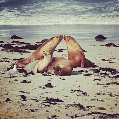 Kangaroo Island In A Day Tour From Adelaide - Accommodation Great Ocean Road 24