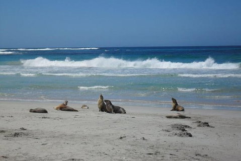 Kangaroo Island In A Day Tour From Adelaide - Accommodation Great Ocean Road 0