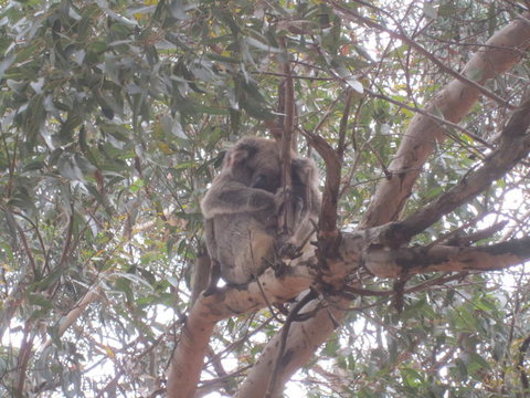 Kangaroo Island In A Day Tour From Adelaide - Accommodation Great Ocean Road 22