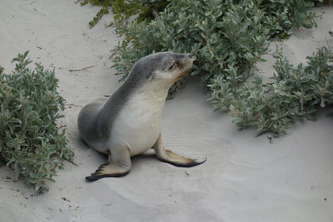 Kangaroo Island In A Day Tour From Adelaide - Accommodation Great Ocean Road 19