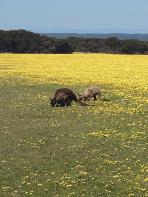 Kangaroo Island In A Day Tour From Adelaide - Accommodation Great Ocean Road 14