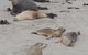 Kangaroo Island In A Day Tour From Adelaide - thumb 15