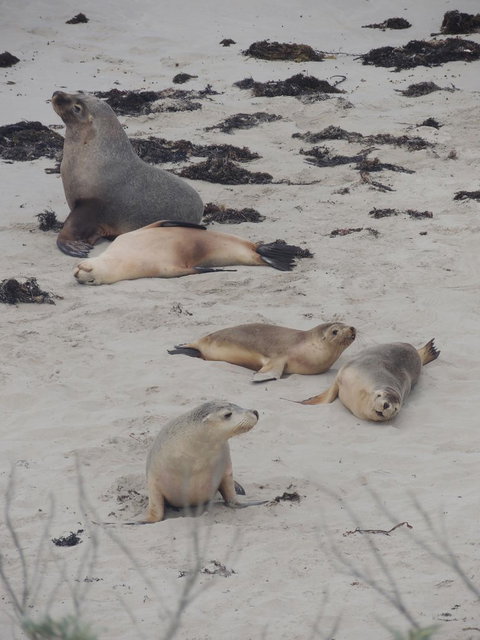 Kangaroo Island In A Day Tour From Adelaide - Accommodation Great Ocean Road 15