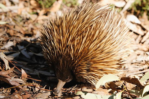 Kangaroo Island In A Day Tour From Adelaide - Accommodation Great Ocean Road 29