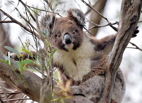 Kangaroo Island In A Day Tour From Adelaide - Accommodation Great Ocean Road 27