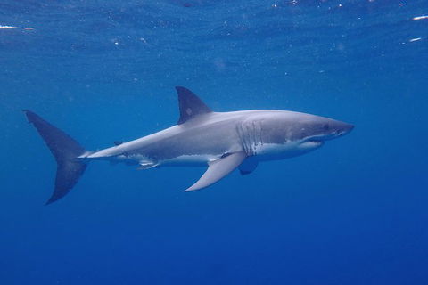 White Shark Tour With Optional Cage Dive From Port Lincoln - Accommodation Great Ocean Road 5