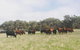 Waitpinga Farm Quad-Bike Tour - thumb 0