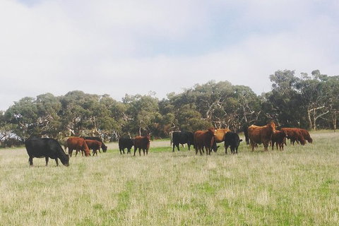Waitpinga Farm Quad-Bike Tour - Accommodation Great Ocean Road 0