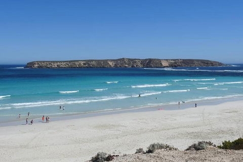 Coffin Bay Day Tour - A Taste Of Coffin Bay - Accommodation Great Ocean Road 12