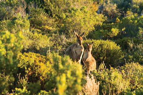 Coffin Bay Day Tour - A Taste Of Coffin Bay - Accommodation Great Ocean Road 11