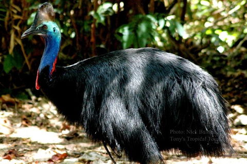 Daintree Rainforest, Cape Tribulation, Mossman Gorge In A Day - Accommodation Great Ocean Road 1