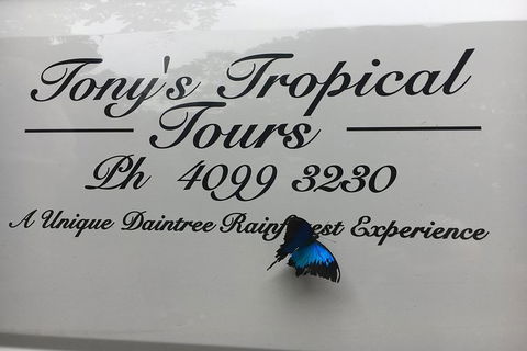 Daintree Rainforest, Cape Tribulation, Mossman Gorge In A Day - Accommodation Great Ocean Road 7