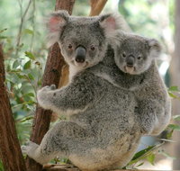 Lone Pine Koala Sanctuary Day Pass - Accommodation Great Ocean Road