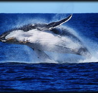 Whale Watching Cruise from Redcliffe Brisbane or the Sunshine Coast - Accommodation Great Ocean Road