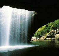 World Heritage Springbrook National Park Tour Including Natural Bridge - Accommodation Great Ocean Road