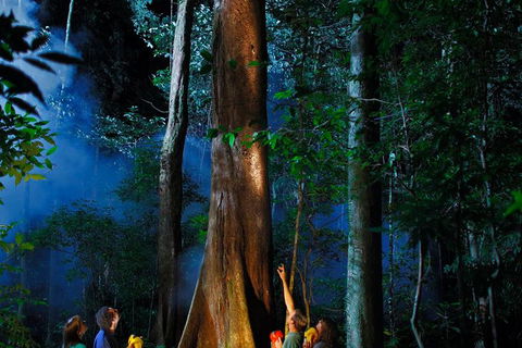 Daintree Rainforest Night Walk From Cape Tribulation - Accommodation Great Ocean Road 1