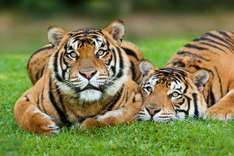 Gold Coast Attraction Pass Including Currumbin Wildlife Sanctuary And Paradise Jetboating - Accommodation Great Ocean Road 9
