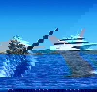 Tangalooma Island Resort Dolphin Viewing Day Cruise with Whale Watching - Accommodation Great Ocean Road
