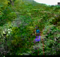 Tamborine Mountain Daily Service Treetop Challenge and Thunderbird Park - Accommodation Great Ocean Road