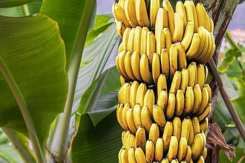 Atherton Tablelands Small-Group Food & Wine Tasting Tour From Port Douglas - Accommodation Great Ocean Road 28