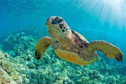 All Inclusive Dolphin And Tangalooma Wrecks Cruise Departing Gold Coast - Accommodation Great Ocean Road 10