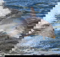 Noosa Oceanrider Scenic Dolphin Safari - Accommodation Great Ocean Road