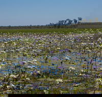 230pm Safari Cruise 1.5 Hours - Accommodation Great Ocean Road