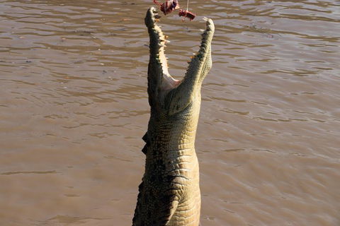 Litchfield Dreams 1 Day National Park Waterfall Swimming & Jumping Croc Cruise - Accommodation Great Ocean Road 1