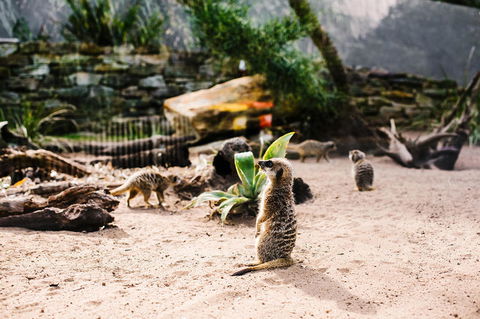 Sydney Taronga Zoo General Entry Ticket And Wild Australia Experience - Accommodation Great Ocean Road 10