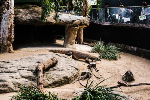 Sydney Taronga Zoo General Entry Ticket And Wild Australia Experience - Accommodation Great Ocean Road 11