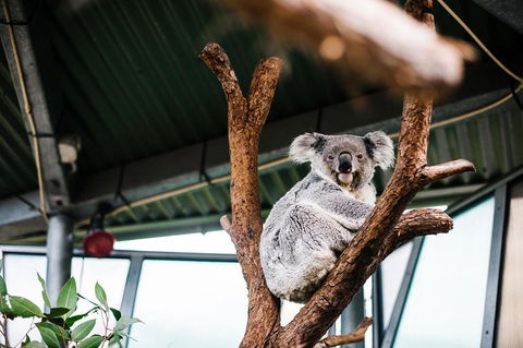 Sydney Taronga Zoo General Entry Ticket And Wild Australia Experience - Accommodation Great Ocean Road 2