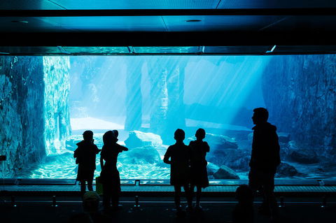 Sydney Taronga Zoo General Entry Ticket And Wild Australia Experience - Accommodation Great Ocean Road 3