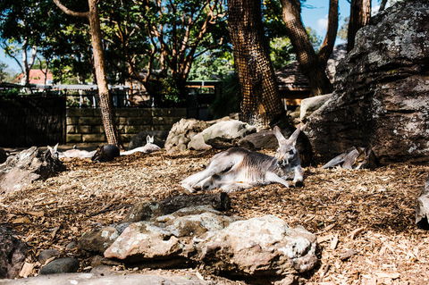 Sydney Taronga Zoo General Entry Ticket And Wild Australia Experience - Accommodation Great Ocean Road 7