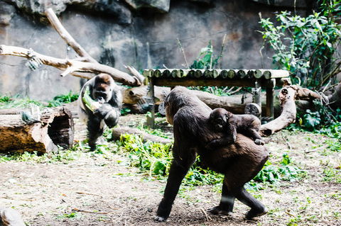 Sydney Taronga Zoo General Entry Ticket And Wild Australia Experience - Accommodation Great Ocean Road 12