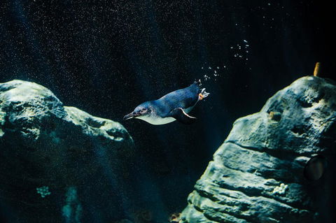 Sydney Taronga Zoo General Entry Ticket And Wild Australia Experience - Accommodation Great Ocean Road 4