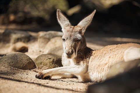 Sydney Taronga Zoo General Entry Ticket And Wild Australia Experience - Accommodation Great Ocean Road 19