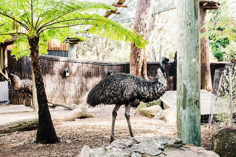 Sydney Taronga Zoo General Entry Ticket And Wild Australia Experience - Accommodation Great Ocean Road 20