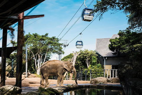 Sydney Taronga Zoo General Entry Ticket And Wild Australia Experience - Accommodation Great Ocean Road 16