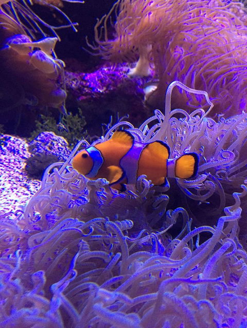 Sydney Attractions Pass: SEA LIFE Aquarium, Sydney Tower Eye, WILD LIFE Zoo And Madame Tussauds - Accommodation Great Ocean Road 3