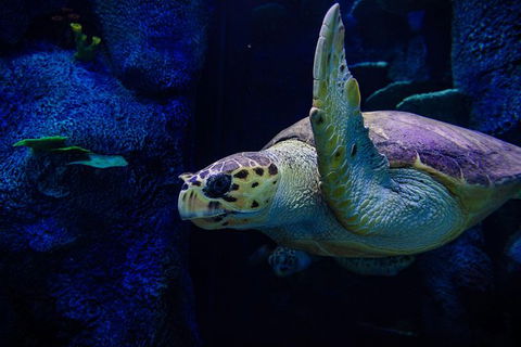 Sydney Attractions Pass: SEA LIFE Aquarium, Sydney Tower Eye, WILD LIFE Zoo And Madame Tussauds - Accommodation Great Ocean Road 7