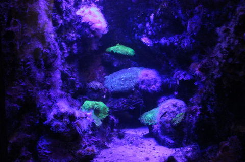 SEA LIFE Sydney Aquarium Entrance Ticket - Accommodation Great Ocean Road 8