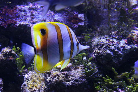 SEA LIFE Sydney Aquarium Entrance Ticket - Accommodation Great Ocean Road 7